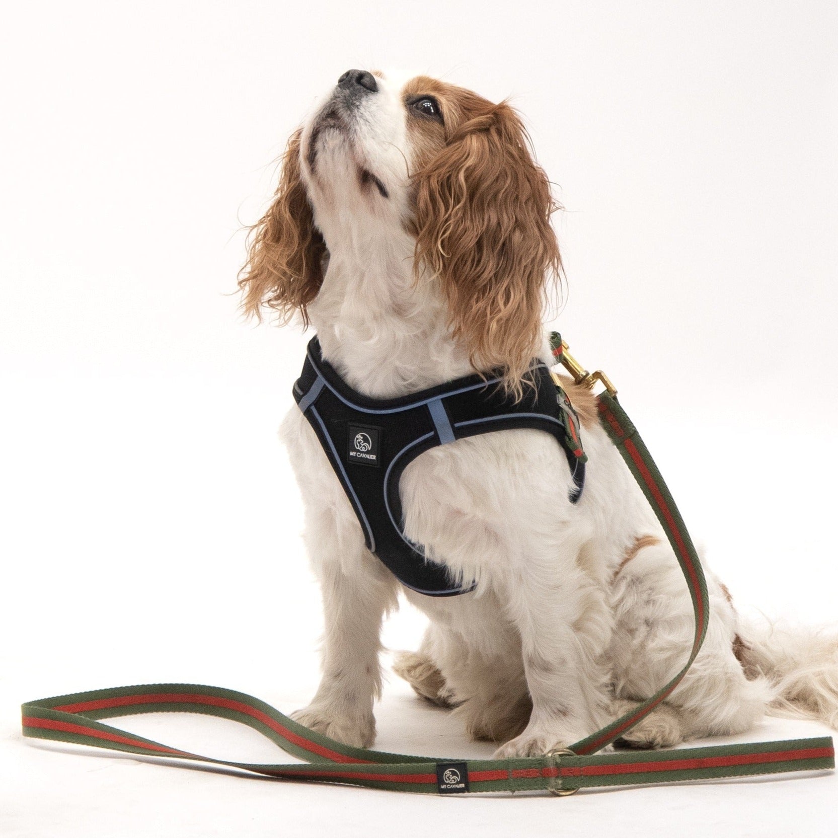 Stylish dog leash with brass fittings and D-ring handle, perfect for fashionable pet owners.